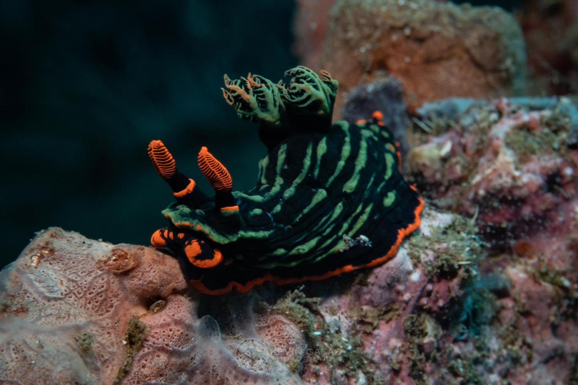 Vitaminsea Room Дауін Екстер'єр фото